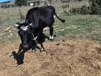 गाय, मवेशी — फ़ोटो 4