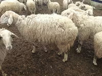 Ram, Sheep — photo 3