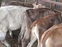 Vaca, Simmental cattle — foto 3
