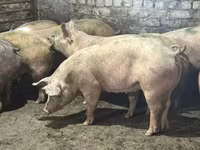 Säue, Schweine — Foto 2