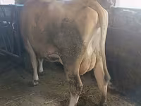 بقرة, Swiss cattle — الصورة 4