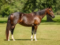 Mare, American paint horse — photo 1