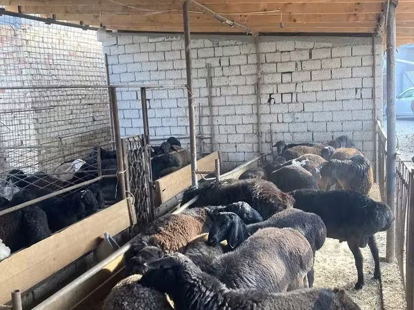 Sheep, Sheep