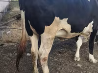 بقرة, Russian Black pied cattle — الصورة 5