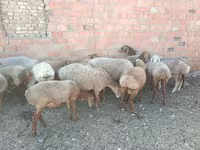 公羊, Arashan sheep — 照片 3
