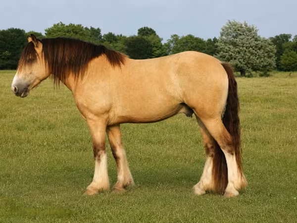 Horse (M), Gypsy horse
