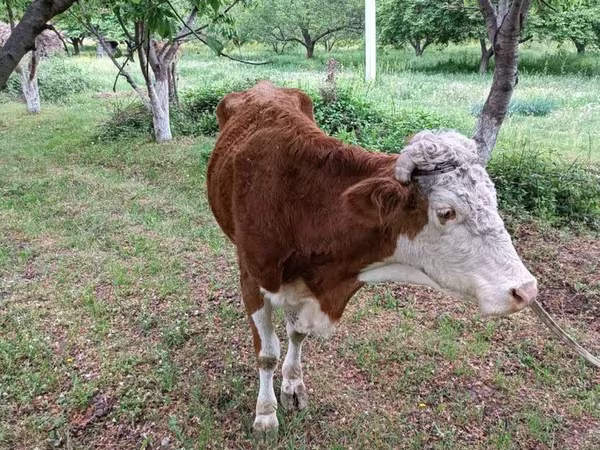 Bulle, Simmental cattle — Usbekistan