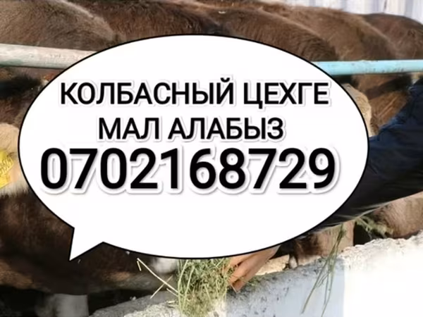 Бык, Коровы