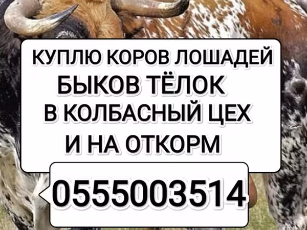 Бык, Коровы