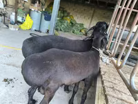 Ziegenbock, Ziegen — Foto 2