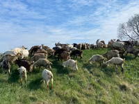母羊, Sheep — 照片 4