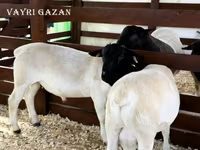 Widder, Edilbay sheep — Foto 8