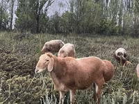 Widder, Arashan sheep — Foto 2