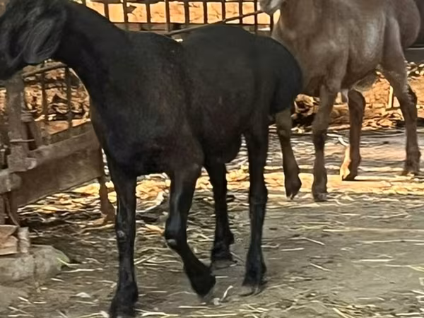 Carnero, Rhon sheep
