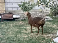 公羊, Hissar sheep — 照片 4