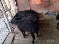 Ram, Sheep — photo 3