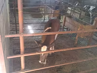 Vaca, Raza Holstein — foto 4