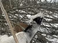 Billy Goat, Boer goat — photo 3