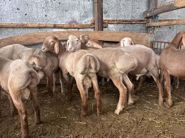 Widder, Arashan sheep — Kirgisistan