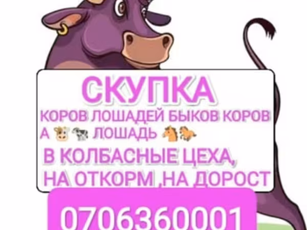 Бык, Коровы — Кыргызстан
