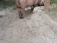 公猪, Дюрок — 照片 3