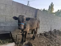 Toro, Ganado vacuno — foto 7