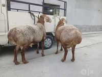 كبش, الأغنام — الصورة 2
