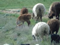 Ram, Sheep — photo 4