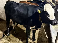Kuh, Holstein-Rasse — Foto 2