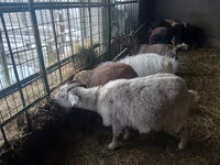 Ziege, Alpine goat — Foto 2