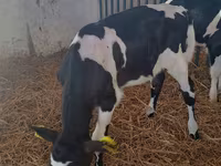 Vaca, Raza Holstein — foto 1