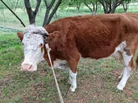 Toro, Simmental cattle — foto 3