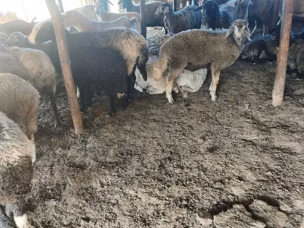 Oveja, Ovejas