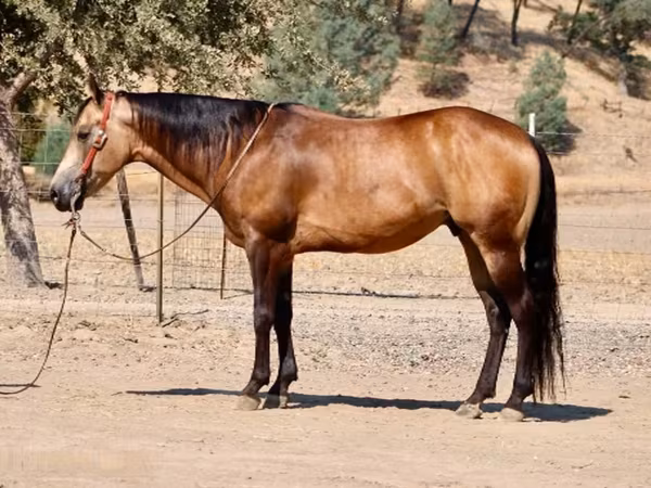 Horse (M), Quarter Horse