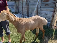 Carnero, Edilbay sheep — foto 1