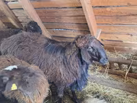 كبش, Edilbay sheep — الصورة 1