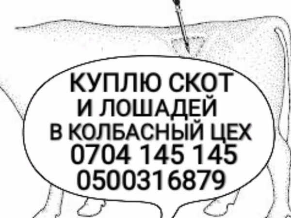 Бык, Коровы