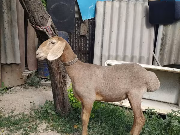 Ram, Edilbay sheep