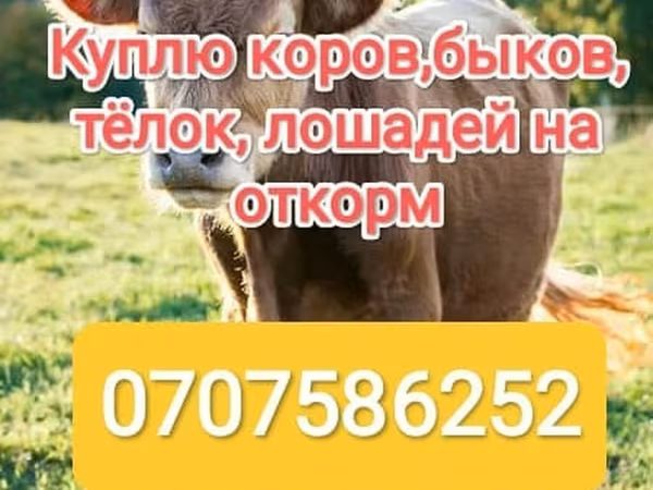 Бык, Коровы — Кыргызстан