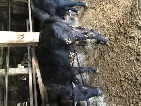 Toro, Simmental cattle