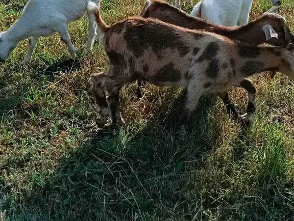 Коза, Козлы