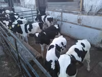 Bull, Holstein breed — photo 4