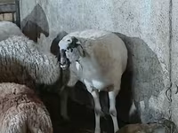 نعجة, الأغنام — الصورة 3