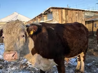 Toro, Raza Holstein — foto 6