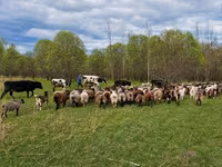 मेढ़ा, Kuibyshev sheep — फ़ोटो 7