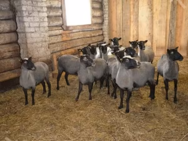 Carnero, Romanov sheep