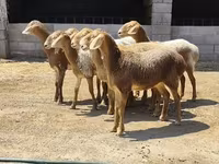 نعجة, Arashan sheep — الصورة 3