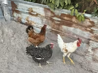 Chickens — Foto 2