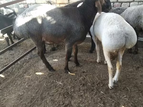 Carnero, Ovejas