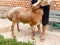 Widder, Arashan sheep — Foto 1